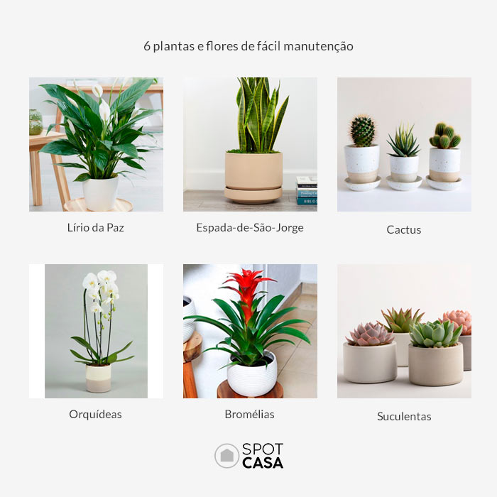 Plantas e Flores de Fcil Manuteno